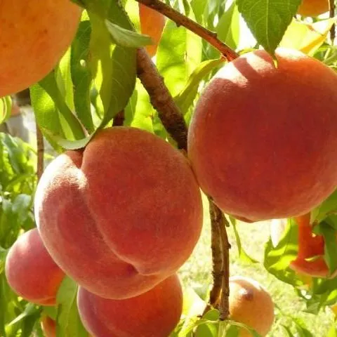 thumbnail for publication: Variedades de Durazno y Nectarina en la Florida